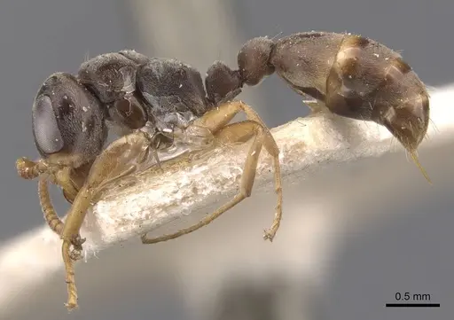 Pseudomyrmex cordiae specimen CASENT0907558 image casent0907558_3
