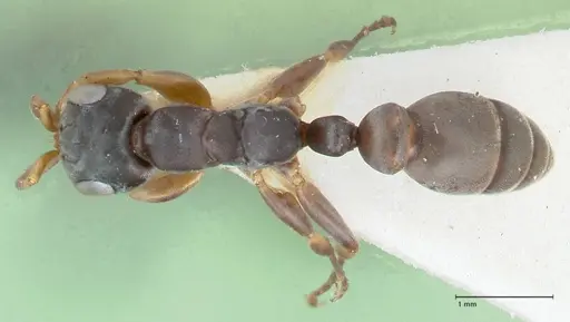 Pseudomyrmex cordiae specimen FOCOL1185 image focol1185_1