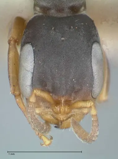 Pseudomyrmex cordiae specimen FOCOL1185 image focol1185_2
