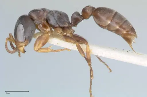 Pseudomyrmex cordiae specimen FOCOL1185 image focol1185_3