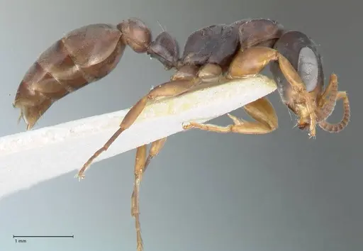 Pseudomyrmex cordiae specimen FOCOL1185 image focol1185_4
