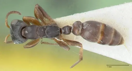 Pseudomyrmex cordiae specimen FOCOL1186 image focol1186_1
