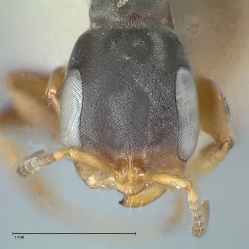 Pseudomyrmex cordiae specimen FOCOL1186 image focol1186_2