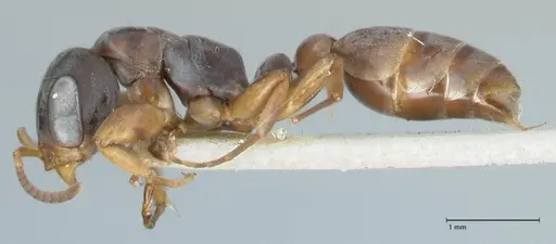 Pseudomyrmex cordiae specimen FOCOL1186 image focol1186_3