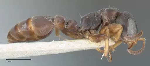 Pseudomyrmex cordiae specimen FOCOL1186 image focol1186_4