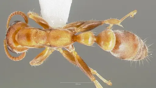 Pseudomyrmex cretus specimen CASENT0005870 image casent0005870_1