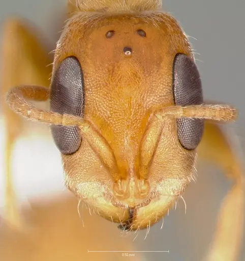 Pseudomyrmex cretus specimen CASENT0005870 image casent0005870_2