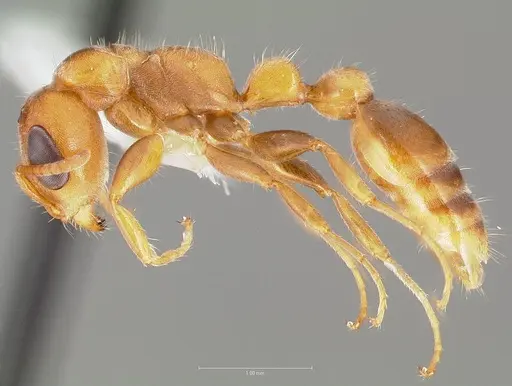 Pseudomyrmex cretus specimen CASENT0005870 image casent0005870_3