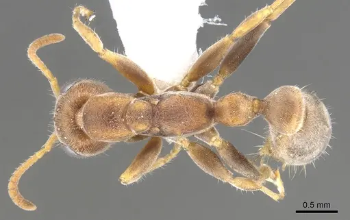 Pseudomyrmex cretus specimen CASENT0902918 image casent0902918_1
