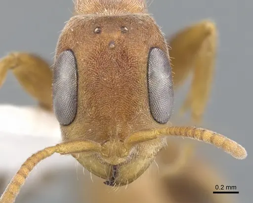 Pseudomyrmex cretus specimen CASENT0902918 image casent0902918_2