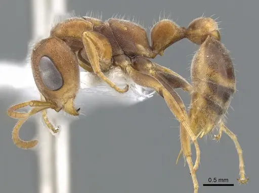 Pseudomyrmex cretus specimen CASENT0902918 image casent0902918_3