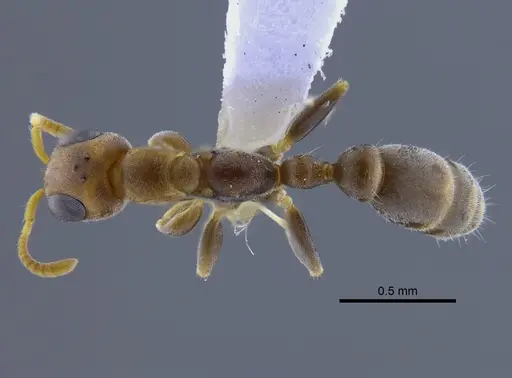 Pseudomyrmex cretus specimen CBUMAGENT41762 image cbumagent41762_1
