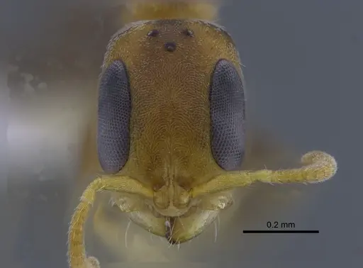 Pseudomyrmex cretus specimen CBUMAGENT41762 image cbumagent41762_2