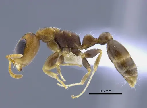 Pseudomyrmex cretus specimen CBUMAGENT41762 image cbumagent41762_3