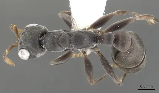 Pseudomyrmex crudelis specimen CASENT0902863 image casent0902863_1