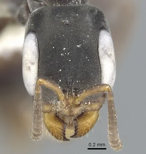 Pseudomyrmex crudelis specimen CASENT0902863 image casent0902863_2