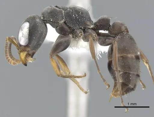 Pseudomyrmex crudelis specimen CASENT0902863 image casent0902863_3