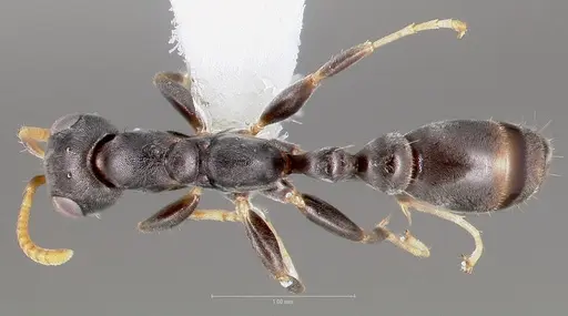 Pseudomyrmex cubaensis specimen CASENT0005871 image casent0005871_1