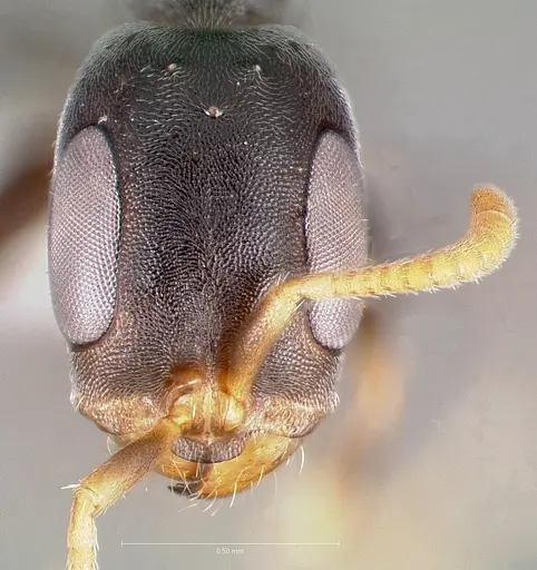 Pseudomyrmex cubaensis specimen CASENT0005871 image casent0005871_2