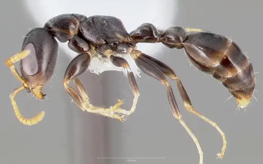 Pseudomyrmex cubaensis specimen CASENT0005871 image casent0005871_3