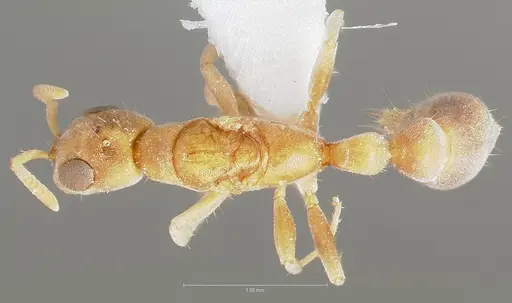 Pseudomyrmex cubaensis specimen CASENT0005880 image casent0005880_1