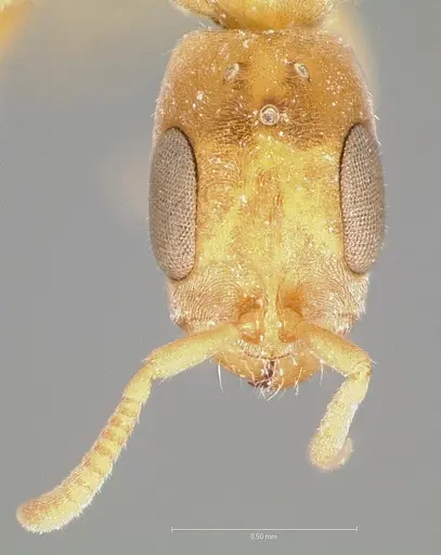 Pseudomyrmex cubaensis specimen CASENT0005880 image casent0005880_2