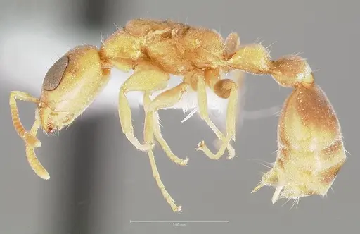 Pseudomyrmex cubaensis specimen CASENT0005880 image casent0005880_3