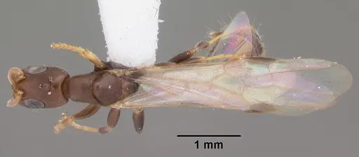 Pseudomyrmex cubaensis specimen CASENT0103778 image casent0103778_1