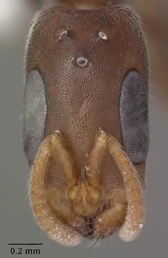 Pseudomyrmex cubaensis specimen CASENT0103778 image casent0103778_2
