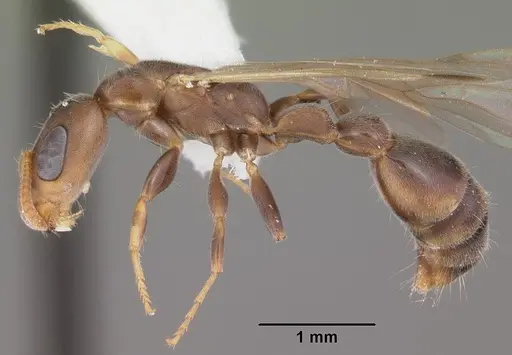 Pseudomyrmex cubaensis specimen CASENT0103778 image casent0103778_3