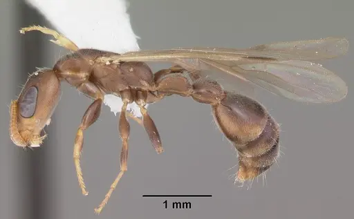 Pseudomyrmex cubaensis specimen CASENT0103778 image casent0103778_4