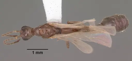 Pseudomyrmex cubaensis specimen CASENT0103780 image casent0103780_1