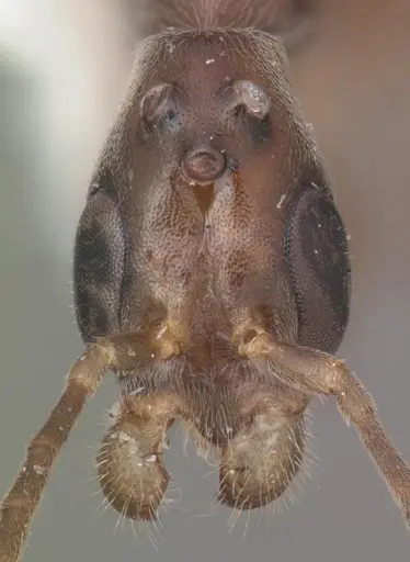 Pseudomyrmex cubaensis specimen CASENT0103780 image casent0103780_2