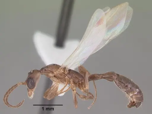 Pseudomyrmex cubaensis specimen CASENT0103780 image casent0103780_3