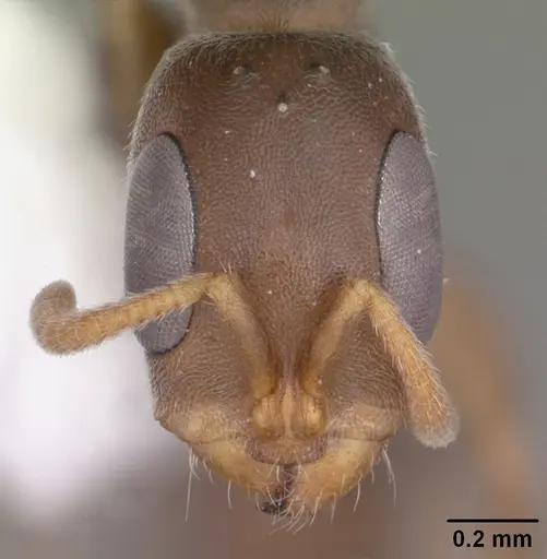 Pseudomyrmex cubaensis specimen CASENT0104073 image casent0104073_2