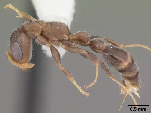 Pseudomyrmex cubaensis specimen CASENT0104073 image casent0104073_3