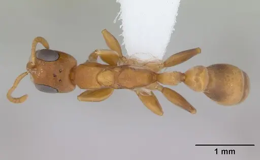 Pseudomyrmex cubaensis specimen CASENT0173759 image casent0173759_1