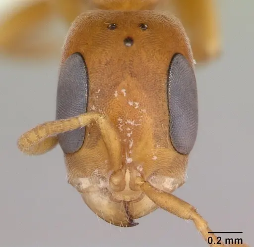 Pseudomyrmex cubaensis specimen CASENT0173759 image casent0173759_2