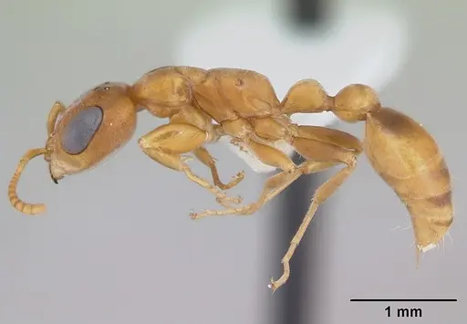 Pseudomyrmex cubaensis specimen CASENT0173759 image casent0173759_3