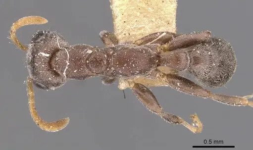 Pseudomyrmex cubaensis specimen CASENT0907536 image casent0907536_1