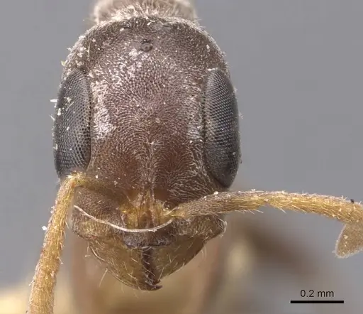 Pseudomyrmex cubaensis specimen CASENT0907536 image casent0907536_2