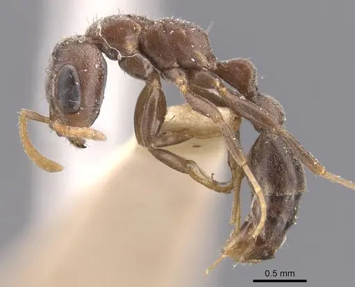 Pseudomyrmex cubaensis specimen CASENT0907536 image casent0907536_3