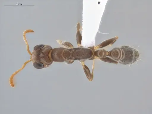 Pseudomyrmex cubaensis specimen ECOFOG-HC-0008 image ecofog-hc-0008_1