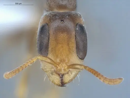 Pseudomyrmex cubaensis specimen ECOFOG-HC-0008 image ecofog-hc-0008_2