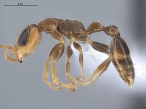 Pseudomyrmex cubaensis specimen ECOFOG-HC-0008 image ecofog-hc-0008_3
