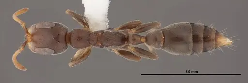 Pseudomyrmex cubaensis specimen FMNHINS0000088650 image fmnhins0000088650_1