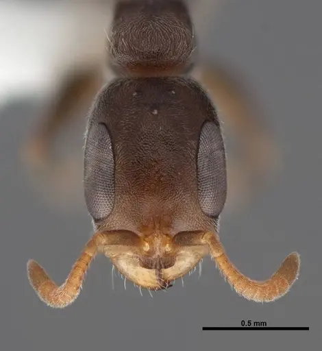 Pseudomyrmex cubaensis specimen FMNHINS0000088650 image fmnhins0000088650_2