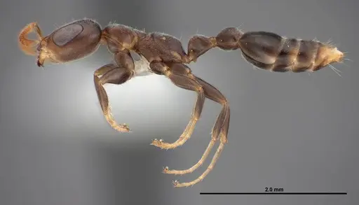 Pseudomyrmex cubaensis specimen FMNHINS0000088650 image fmnhins0000088650_3