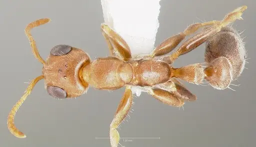 Pseudomyrmex curacaensis specimen CASENT0005872 image casent0005872_1