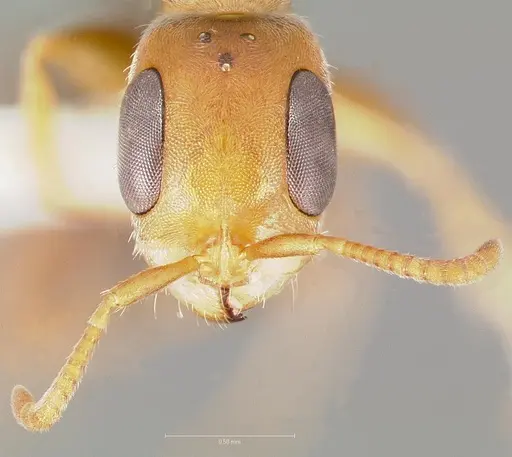 Pseudomyrmex curacaensis specimen CASENT0005872 image casent0005872_2
